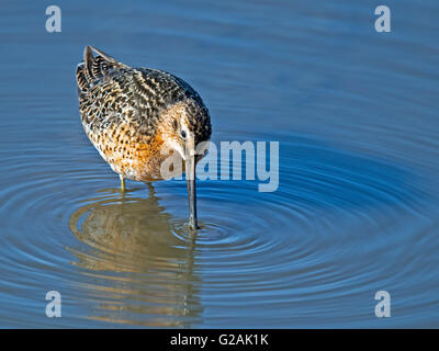 Kurz-billed Dowitcher Stockfoto