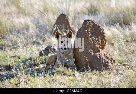 Australischen Dingo (native Hund) gegen eine Termite-Hügel im Outback Australien Stockfoto