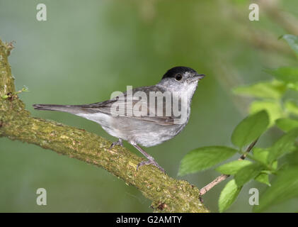 Mönchsgrasmücke - Sylvia Atricapilla - männlich Stockfoto