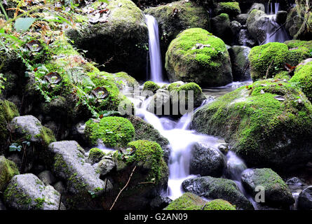 Moosigen Creek im Lynn Canyon Park, North Vancouver, Kanada Stockfoto