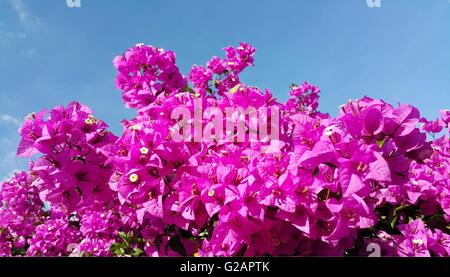 Rosa Bougainvillea Blumen gegen blauen Himmel Stockfoto