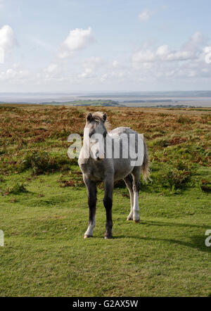 Wildpferdepony auf der Gower Peninsula in Wales, Großbritannien Stockfoto