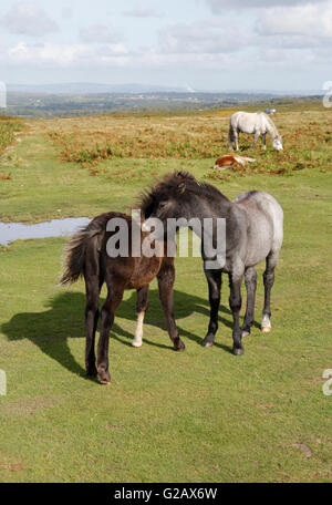Wilde Pferde auf der Gower Peninsula in Wales, Vereinigtes Königreich Walisisch britische Wildtiere Stockfoto