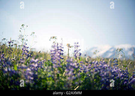 Lupine - schöne Wildblumen in Sommernachmittag, Mt Rainier Stockfoto