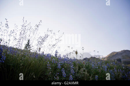 Wildblumen Silhouette im Sommernachmittag, Mt Rainier Stockfoto