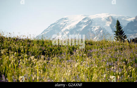 Wilde Blume-Paradies in den Nachmittag, WA, USA Stockfoto