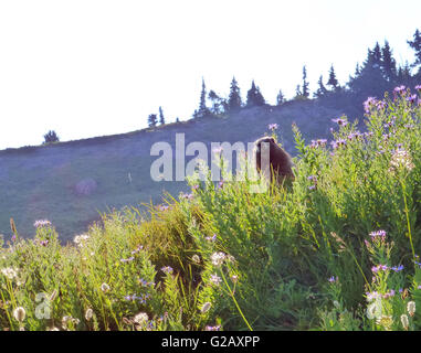 Murmeltiere in Mt Rainier 2 Stockfoto