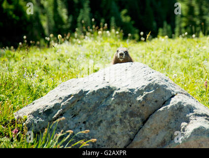 Murmeltiere in Mt Rainier 1 Stockfoto