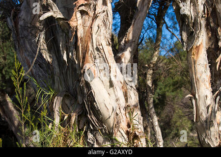 Peeling Papier Rinde von Melaleuca Arten Baum in gedeiht feuchten sumpfigen Land bietet Lebensraum für einheimische Vögel und Bienen. Stockfoto