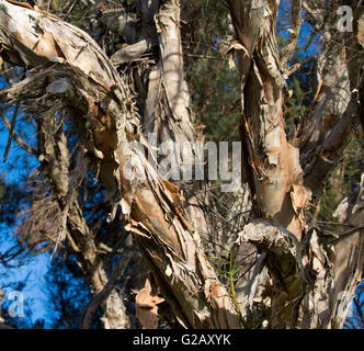 Peeling Papier Rinde von Melaleuca Arten Baum in gedeiht feuchten sumpfigen Land bietet Lebensraum für einheimische Vögel und Bienen. Stockfoto