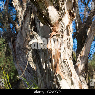 Peeling Papier Rinde von Melaleuca Arten Baum in gedeiht feuchten sumpfigen Land bietet Lebensraum für einheimische Vögel und Bienen. Stockfoto