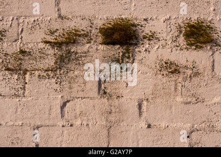 Flechten wachsen auf eine alte Mauer blass rosa bemaltem Ton fügt einen Hauch von Grunge, ideal für rustikale Hintergründe oder Tapeten. Stockfoto