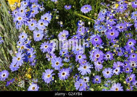 Blaue Blumen der jährlichen Kraut West Australian wildflower Brachyscome iberidifolia, den Swan River Daisy in King's Park Perth ist ein hübsches Hellblau. Stockfoto