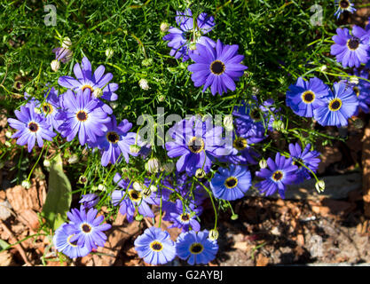 Blaue Blumen der jährlichen Kraut West Australian wildflower Brachyscome iberidifolia, den Swan River Daisy in King's Park Perth ist ein hübsches Hellblau. Stockfoto