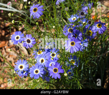 Blaue Blumen der jährlichen Kraut West Australian wildflower Brachyscome iberidifolia, den Swan River Daisy in King's Park Perth ist ein hübsches Hellblau. Stockfoto