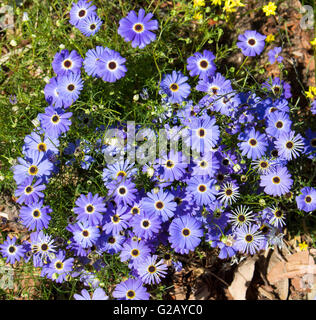 Blaue Blumen der jährlichen Kraut West Australian wildflower Brachyscome iberidifolia, den Swan River Daisy in King's Park Perth ist ein hübsches Hellblau. Stockfoto