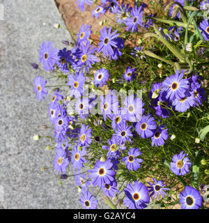 Blaue Blumen der jährlichen Kraut West Australian wildflower Brachyscome iberidifolia, den Swan River Daisy in King's Park Perth ist ein hübsches Hellblau. Stockfoto