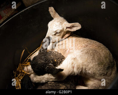 Zwei Neugeborene Lämmer erwärmt werden, unter einer Lampe in einer Scheune auf einem Bauernhof in Derbyshire England UK Stockfoto