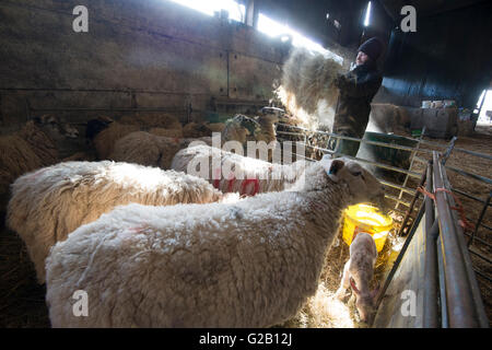 Schafe und ihre Lämmer gefüttert von einem Landwirt in einer Scheune auf einem Bauernhof in Derbyshire England UK Stockfoto