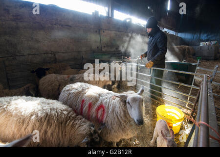 Schafe und ihre Lämmer gefüttert von einem Landwirt in einer Scheune auf einem Bauernhof in Derbyshire England UK Stockfoto