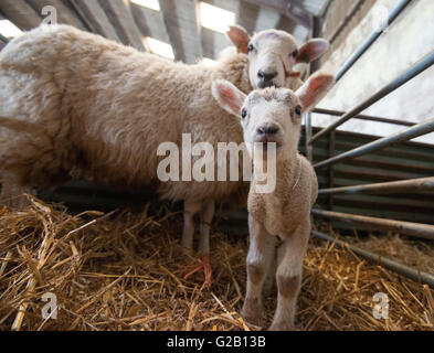 Schaf und Lamm in einer Scheune auf einem Bauernhof in Derbyshire, England UK Stockfoto