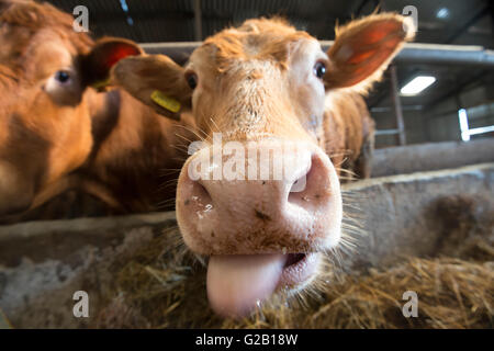 Nahaufnahme einer Limousin-Kuh mit seiner Zunge heraus in einer Scheune in Derbyshire, England UK Stockfoto