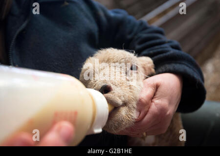 Nahaufnahme von einem Neugeborenen Lämmern wird Flasche gefüttert, Derbyshire England UK Stockfoto