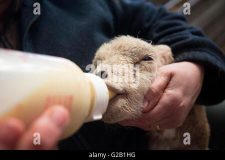 Nahaufnahme von einem Neugeborenen Lämmern wird Flasche gefüttert, Derbyshire England UK Stockfoto