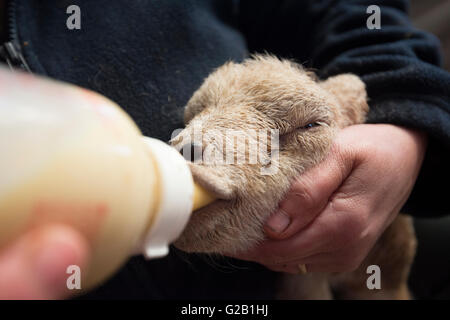 Nahaufnahme von einem Neugeborenen Lämmern wird Flasche gefüttert, Derbyshire England UK Stockfoto