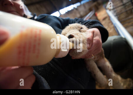 Nahaufnahme von einem Neugeborenen Lämmern wird Flasche gefüttert, Derbyshire England UK Stockfoto