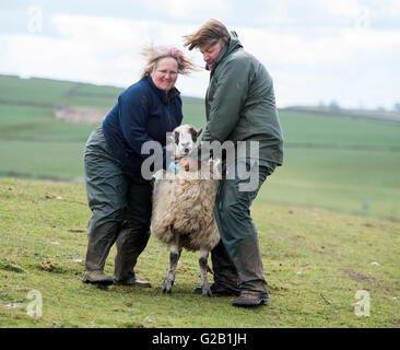 Landwirte, die eine schwangere Schafe zu verschieben, bevor sie, auf einem Bauernhof in Derbyshire England UK gebiert Stockfoto