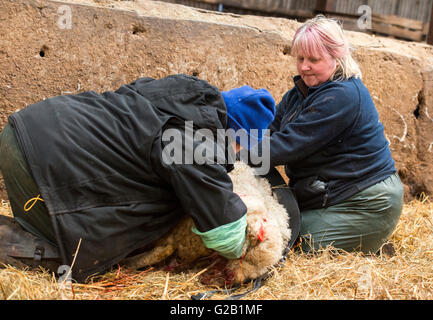 Bauern helfen ein Schaf gebären ein Lamm in einer Scheune in Derbyshire, England UK Stockfoto