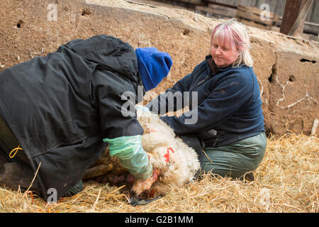 Bauern helfen ein Schaf gebären ein Lamm in einer Scheune in Derbyshire, England UK Stockfoto