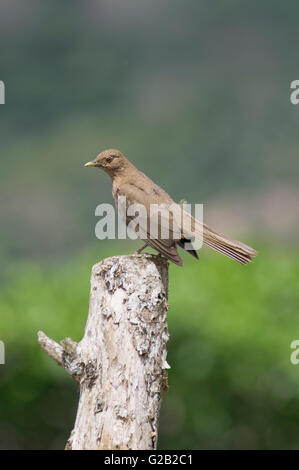 Ton farbig Soor in Costa Rica Stockfoto