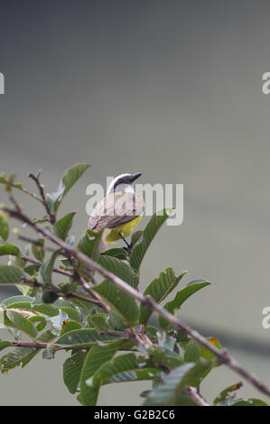 Soziale Flycatcher Vogel in Costa Rica Stockfoto