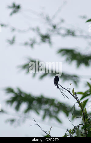 Lange tailed Manakin in Costa Rica Stockfoto