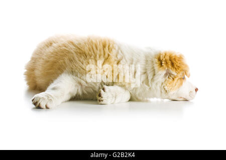 EE roten Border Collie Welpen. Junger Hund isolierten auf weißen Hintergrund. Stockfoto