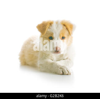 EE roten Border Collie Welpen. Junger Hund isolierten auf weißen Hintergrund. Stockfoto