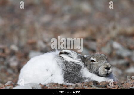 Ein verschlafenes Arktis Hase in Baker Lake aufwachen, Nunavut Stockfoto