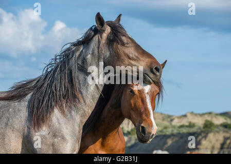 Wilde Pferde, (Equs Ferus), Mustangs, die Pflege, Verklebung, Feral, Theodore-Roosevelt-Nationalpark, N. Dakota, USA Stockfoto