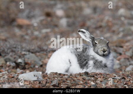 Spitzen eared Arktis Hase in Baker Lake, Nunavut Stockfoto