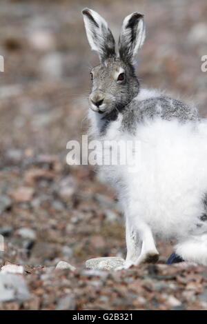 Einen Alarm arktische Hasen in Baker Lake, Nunavut Stockfoto