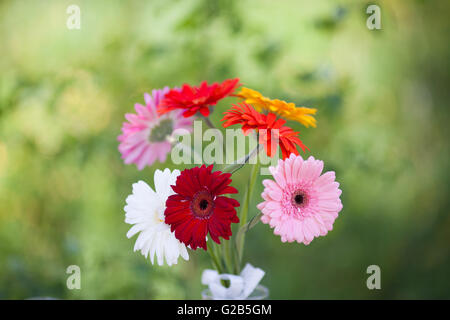 Schöne Gerbera Strauß im Fokus auf grünem Hintergrund Stockfoto