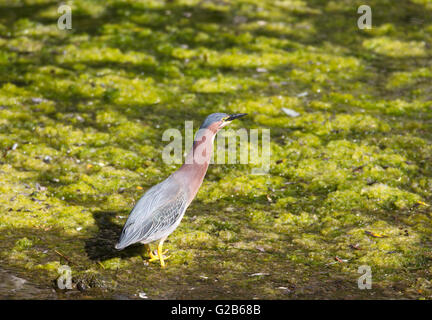 Grüner Reiher steht im Teich Stockfoto