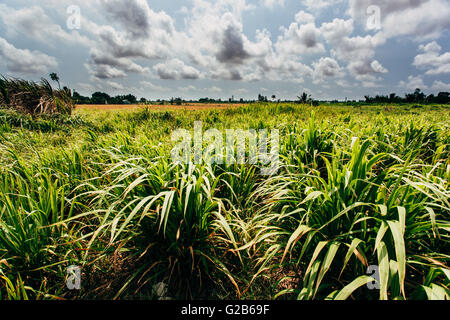 Reisfelder, Vietnam. Stockfoto