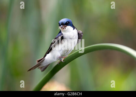 Baumschwalbe mit Insekten im Schnabel Stockfoto