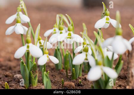 Gruppe von schönen frischen weißen Schneeglöckchen (Galanthus Nivalis) im zeitigen Frühjahr Stockfoto