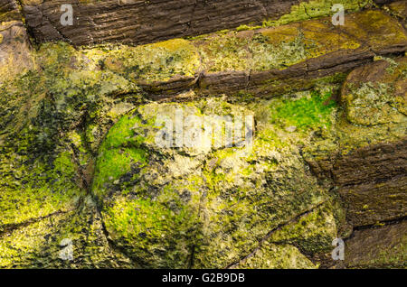 Eingebettete Fossil einer Muschel im Felsen. Stockfoto