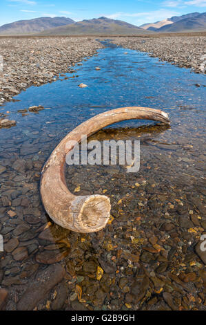 Mammut-Stoßzahn in einem Flussbett in der Nähe von zweifelhaften Dorf, Wrangel Island, Chuckchi Meer, russischen Fernen Osten, UNESCO-Weltkulturerbe Stockfoto