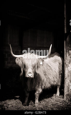 Highland-Kuh Stockfoto